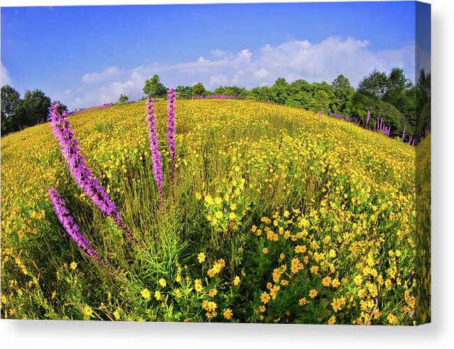 Blue Ridge Canvas Print featuring the photograph Mountain Of Summer Flowers In The Blue Ridge by Dan Carmichael
