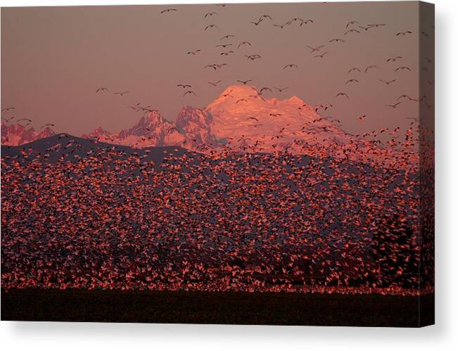 Geese Canvas Print featuring the photograph Mt Baker Snow Geese by Owen Ashurst