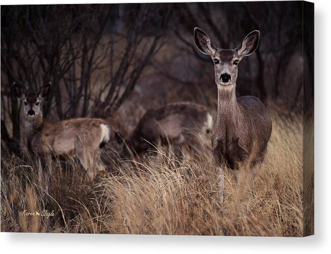 Deer Canvas Print featuring the photograph Mule Deer Mama and Twins by Karen Slagle
