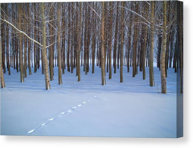 Idaho Canvas Print featuring the photograph Path Through The Trees by Idaho Scenic Images Linda Lantzy