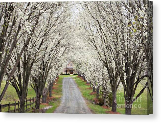 Bradford Pear Trees Canvas Print featuring the photograph Pear Tree Lane by Benanne Stiens