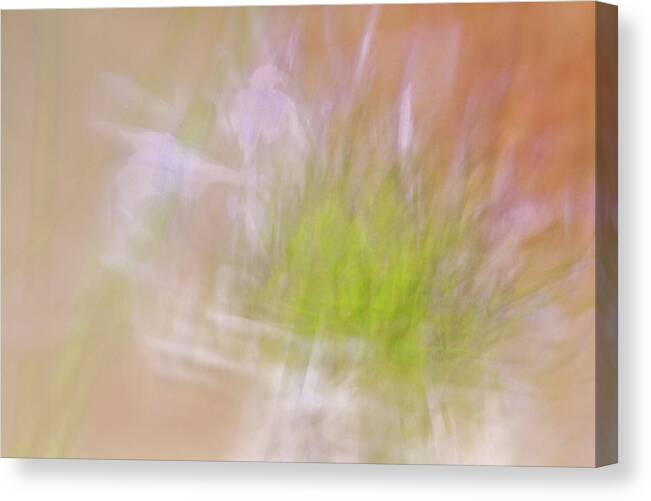 Radial Blur Canvas Print featuring the photograph Promise of a Flower by Cheryl Day