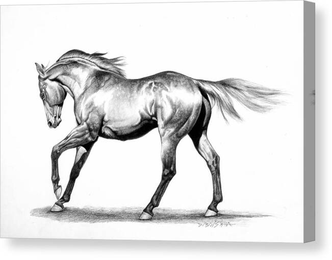 Thoroughbred Canvas Print featuring the drawing Proud by Howard Dubois