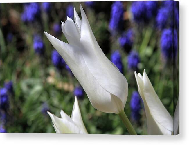 Lily-flowered Canvas Print featuring the photograph Purity by Donna Kennedy