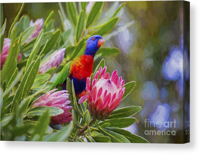 Protea Canvas Print featuring the photograph Rainbow lorikeet in protea bush by Sheila Smart Fine Art Photography
