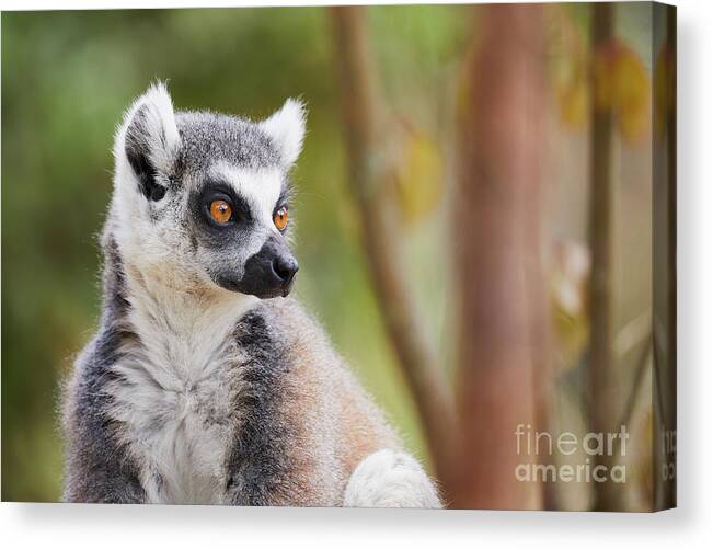 Animal Canvas Print featuring the photograph Ring-tailed lemur closeup by Nick Biemans
