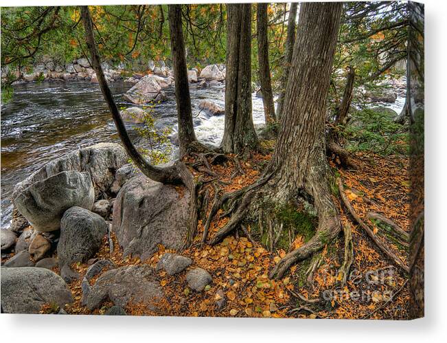 Canada Canvas Print featuring the photograph Roots by Doug Gibbons