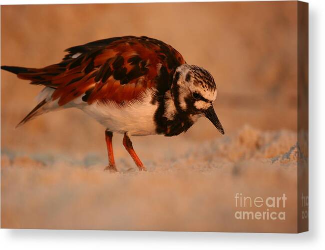 Birds Canvas Print featuring the photograph Turning The Stone by John F Tsumas