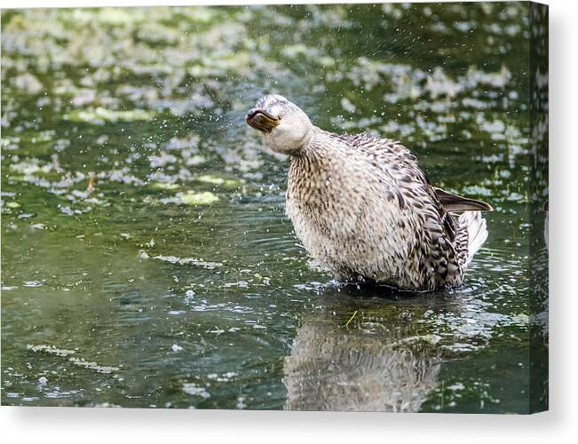 Bird Canvas Print featuring the photograph Shake It Off by Wild Fotos