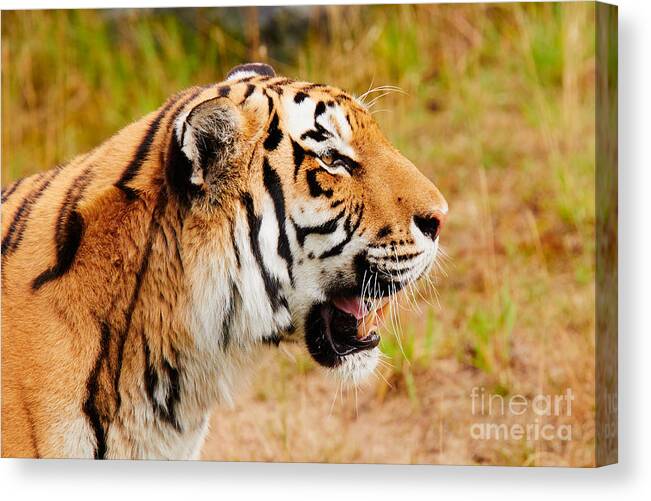 Siberian Canvas Print featuring the photograph Siberian Tiger in profile by Nick Biemans