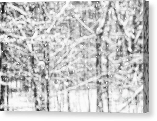 Snow Canvas Print featuring the photograph Simply Snowing by Sue OConnor