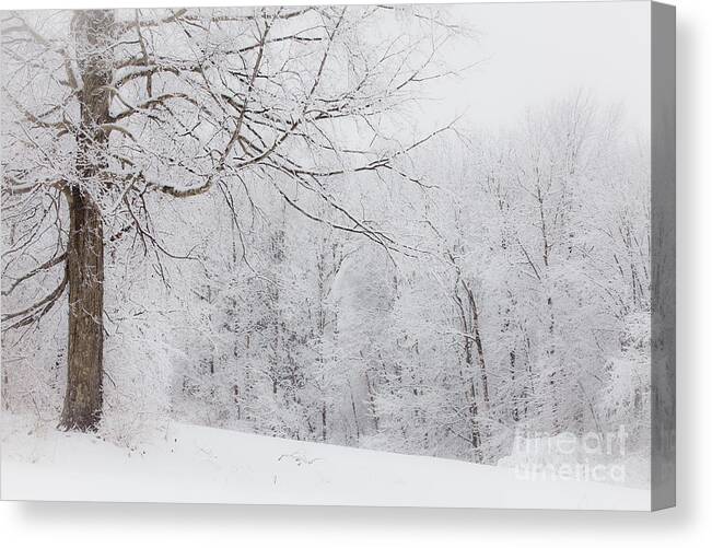 Forest Canvas Print featuring the photograph Snowy Glow by Susan Cole Kelly