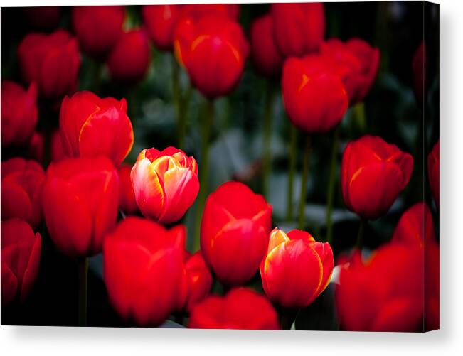 Flower Canvas Print featuring the photograph Soft spotlight L572 by Yoshiki Nakamura