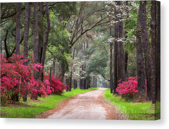 Charleston Canvas Print featuring the photograph South Carolina Lowcountry Spring Flowers Dirt Road Edisto Island SC by Dave Allen