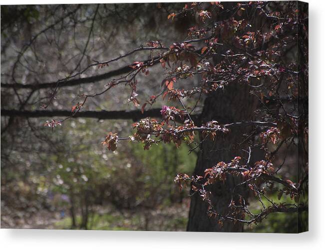  Flower Canvas Print featuring the photograph Spring Crabapple by Morris McClung