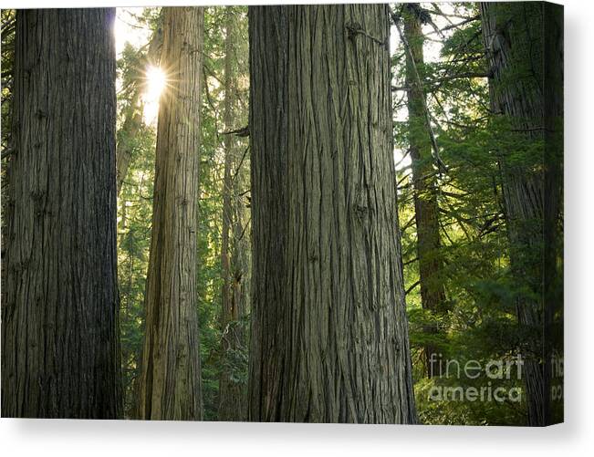 Cedar Canvas Print featuring the photograph Sun in the Cedars by Idaho Scenic Images Linda Lantzy