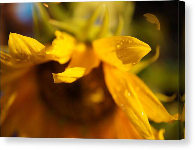 Sunflower Canvas Print featuring the photograph Sunflower by Faashie Sha