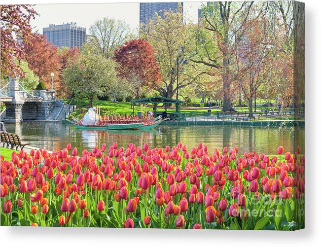 Back Bay Canvas Print featuring the photograph Swans and Tulips 2 by Susan Cole Kelly