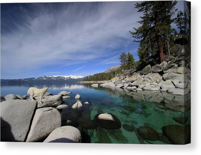 Lake Tahoe Canvas Print featuring the photograph Tahoe Wow by Sean Sarsfield