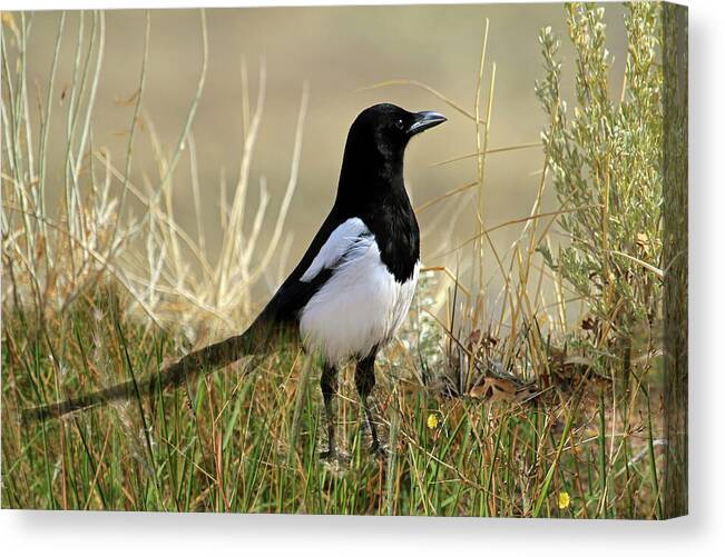 Magpie Canvas Print featuring the photograph The Elusive Magpie by Donna Kennedy