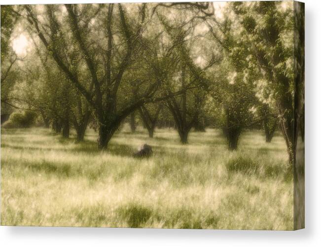 Landscape Canvas Print featuring the photograph The Orchard by Ayesha Lakes