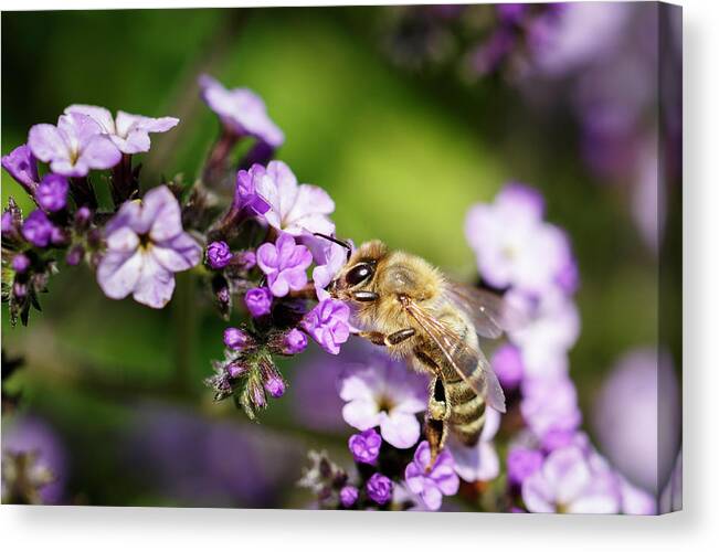 Bee Canvas Print featuring the photograph The Pollinator by Rick Deacon