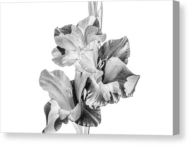 Gladiolus Canvas Print featuring the photograph Three in Black and White by Cheryl Day