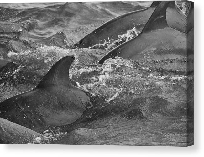 Dolphin Canvas Print featuring the photograph Three Peas in a Pod by Steven Santamour