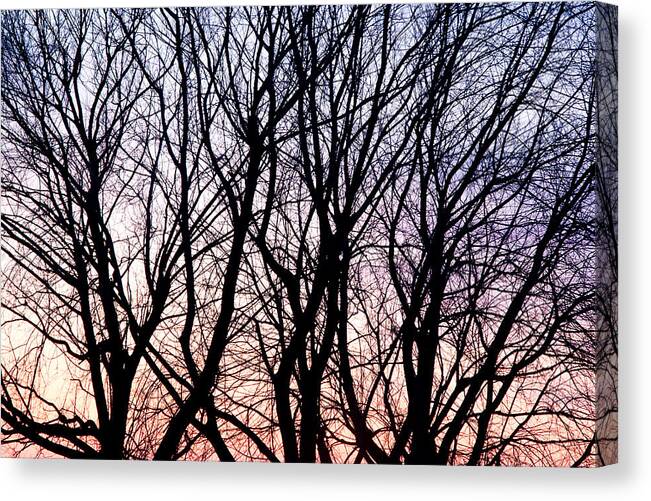 Tree Canvas Print featuring the photograph Through the trees by Martin Rochefort