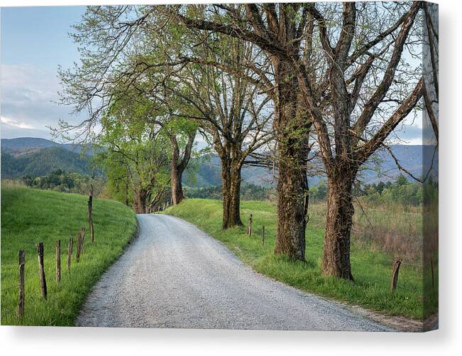 Art Canvas Print featuring the photograph Trees on a Path by Jon Glaser