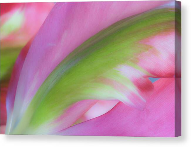 Tulips Canvas Print featuring the photograph Tulip Study by Marla Craven