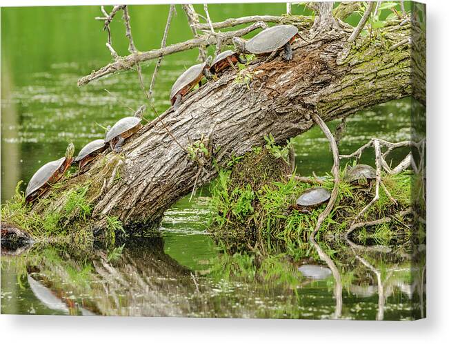 Horicon Canvas Print featuring the photograph Turtle Trunk by Wild Fotos