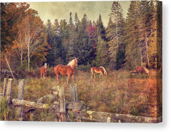 Belgian Horses Canvas Print featuring the photograph Vermont Horse Farm in Autumn by Joann Vitali