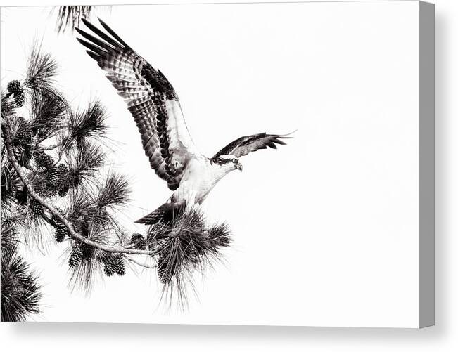Osprey Canvas Print featuring the photograph Victory by Michael McStamp