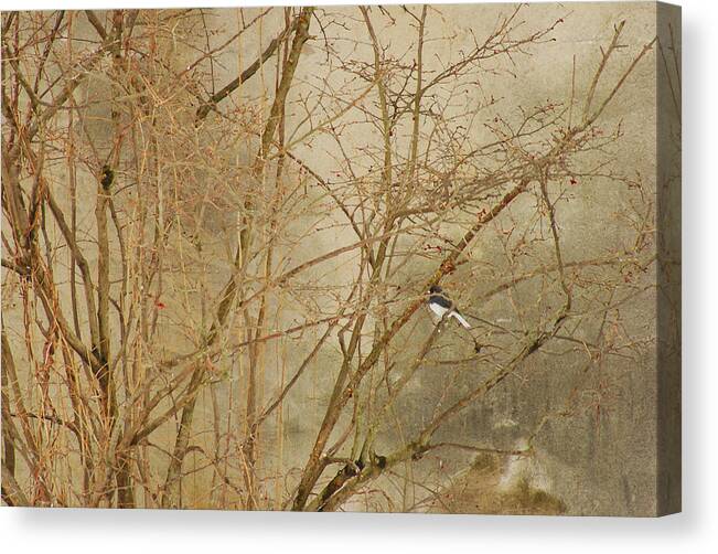 Winter Canvas Print featuring the photograph Winter Bird at the Audubon by Margie Avellino