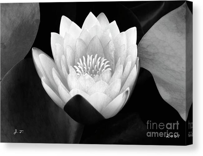 Waterlily Canvas Print featuring the photograph Rising Zen by John F Tsumas