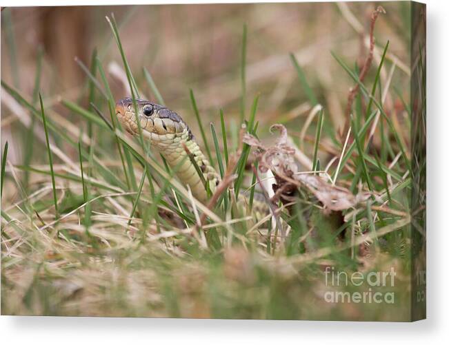 Thamnophis Sirtalis Sirtalis Canvas Print featuring the photograph Garter Snake by Jeannette Hunt