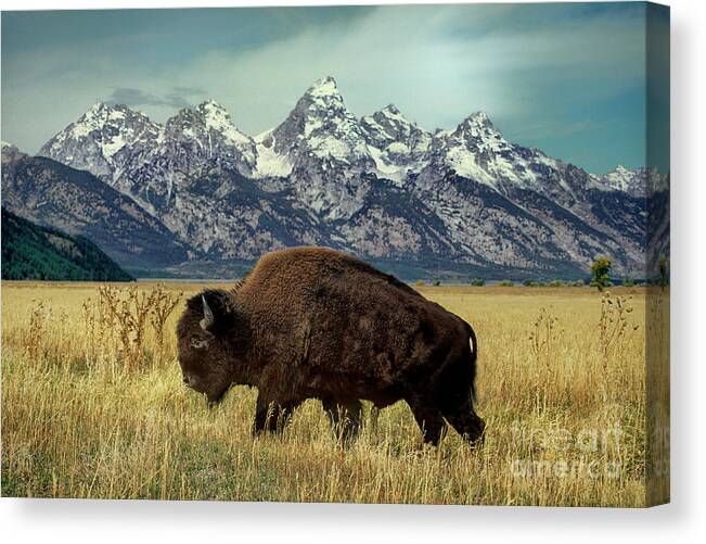 Dave Welling Canvas Print featuring the photograph Adult Bison Bison Bison Wild Wyoming by Dave Welling