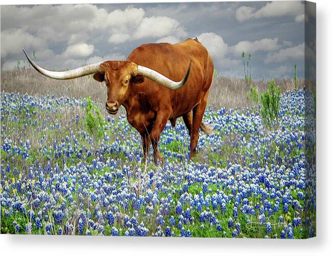 Longhorn Canvas Print featuring the photograph Big Red by Linda Lee Hall