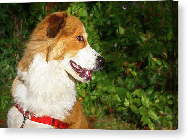 Dog Canvas Print featuring the digital art Brown and White Happy Dog Painting by Rick Deacon