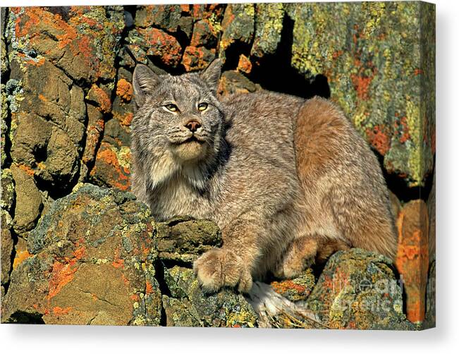 Canadian Lynx Canvas Print featuring the photograph Canadian Lynx on Lichen-covered Cliff Endangered Species by Dave Welling