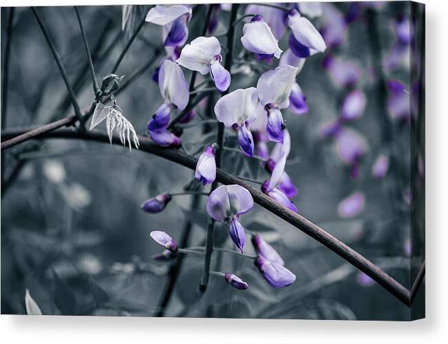 America Canvas Print featuring the photograph Cool Blue of Spring by ProPeak Photography