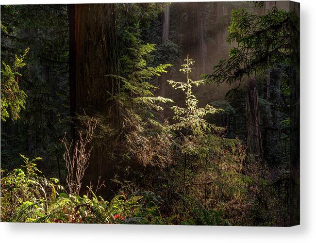 America Canvas Print featuring the photograph Enchanted Daybreak by ProPeak Photography
