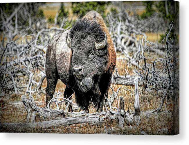 Buffalo Canvas Print featuring the photograph Eye of the Buffalo by Donna Kennedy