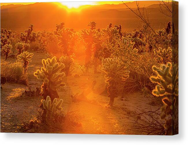 America Canvas Print featuring the photograph Fiery Sunrise Among the Cacti by ProPeak Photography
