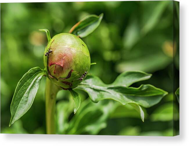 America Canvas Print featuring the photograph Peony Patrol by ProPeak Photography