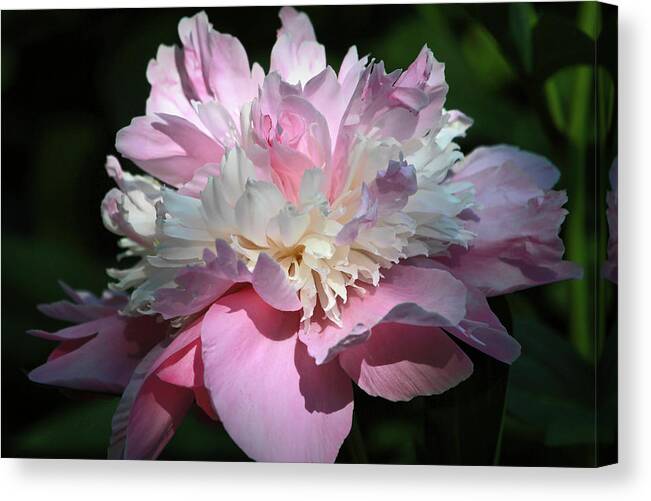 Pink Sorbet Canvas Print featuring the photograph Pink Peony by Donna Kennedy