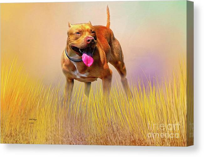 Dogs Canvas Print featuring the mixed media Pity - A Pitbull Dog by DB Hayes
