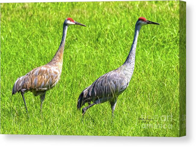 Cranes Canvas Print featuring the photograph Sandhill Crane Mates by DB Hayes