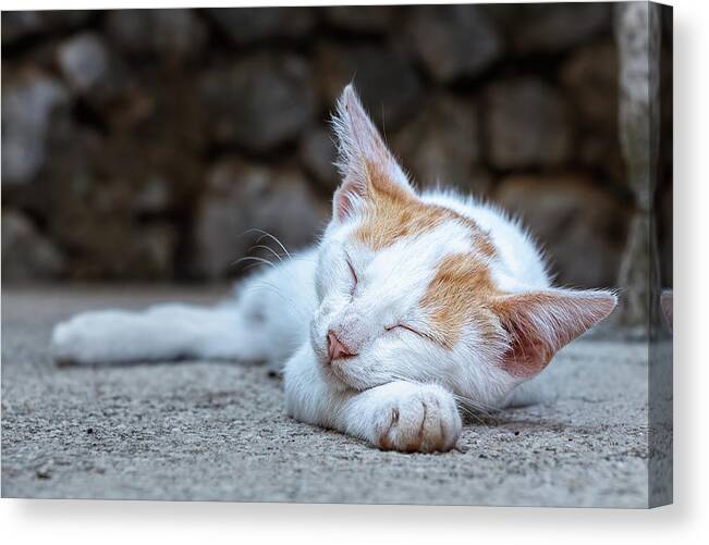Animal Canvas Print featuring the photograph Sleeping Kitty by Rick Deacon